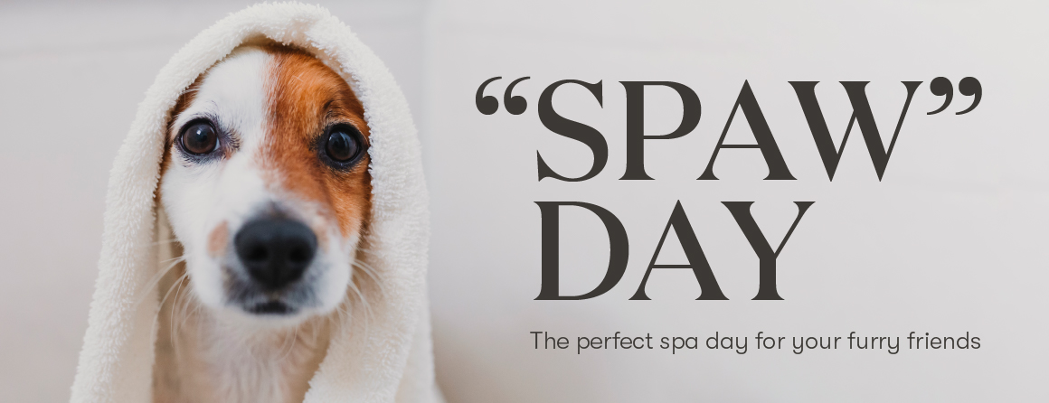 “Spaw” day: The perfect spa day for your furry friends - Young Living Lavender Life Blog