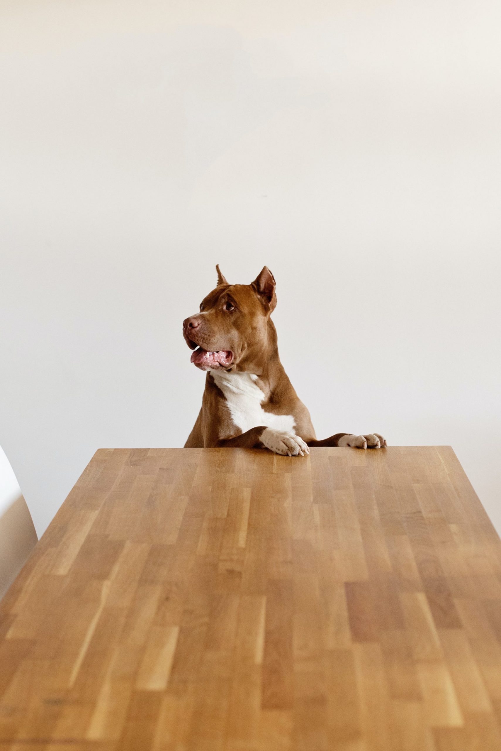 Dog sitting at table - Young Living Lavender Life Blog