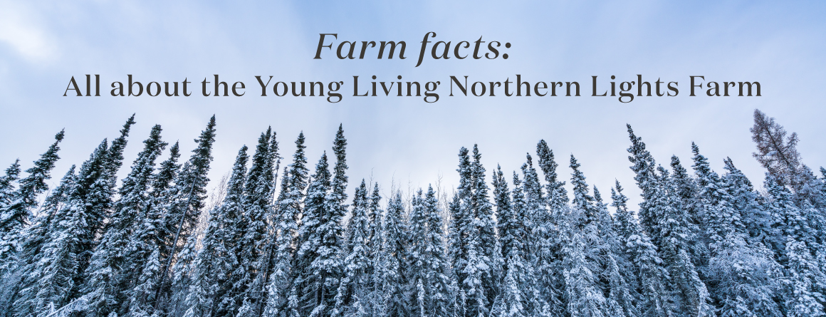 Farm facts: All about the Young Living Northern Lights Farm - Young Living Lavender Life Blog