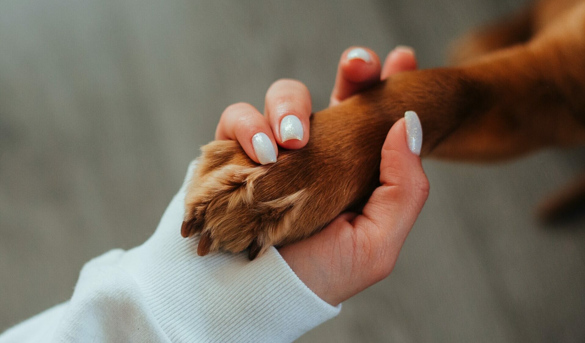 Woman holding dog's paw - Young Living Lavender Life Blog