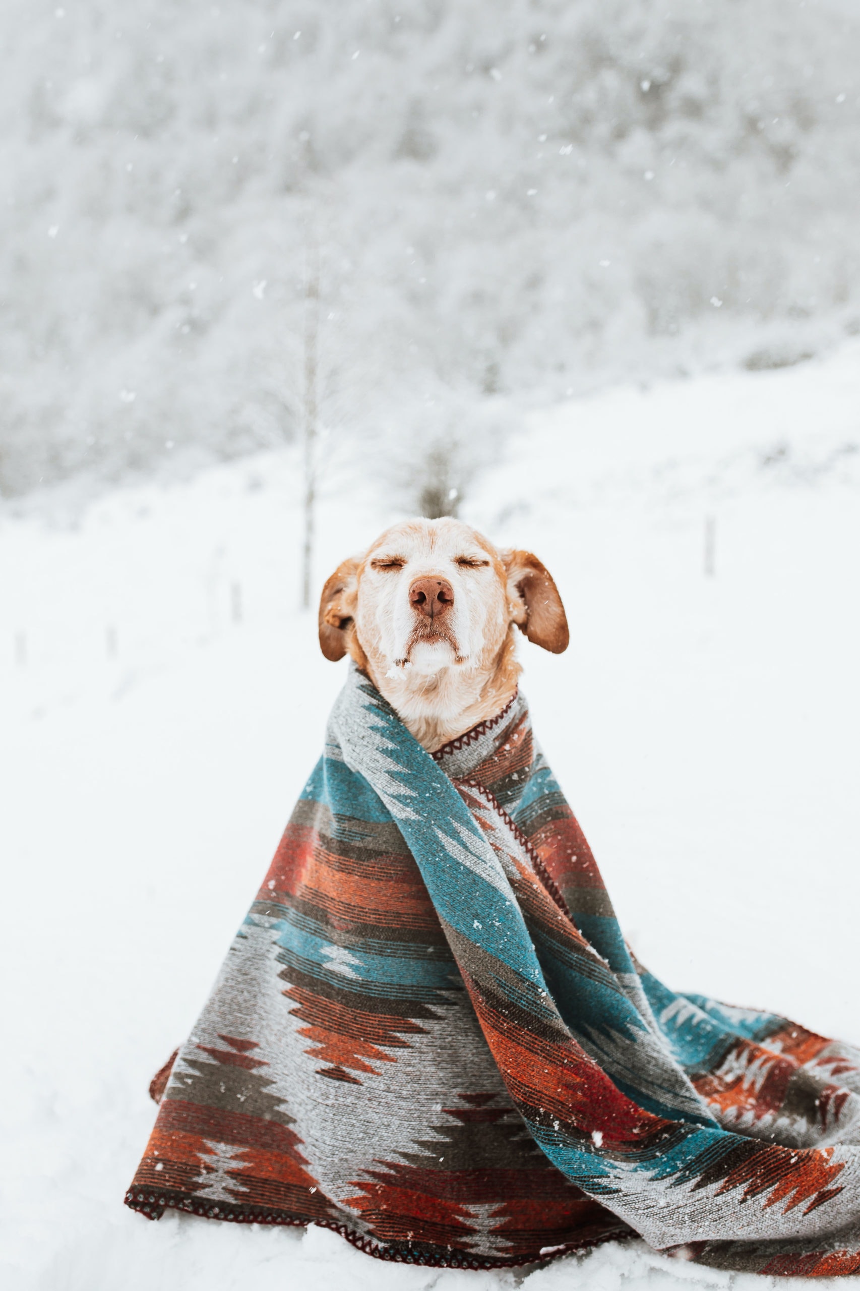 Dog wrapped in blanket sitting outside in the snow - Young Living Lavender Life Blog 