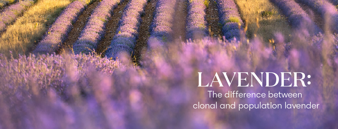 Lavender Clonal vs population - Lavender Life Blog