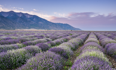Young Living Essential oils lavender farms