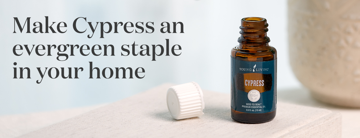 Make Cypress an evergreen staple in your home - Young Living Lavender Life Blog