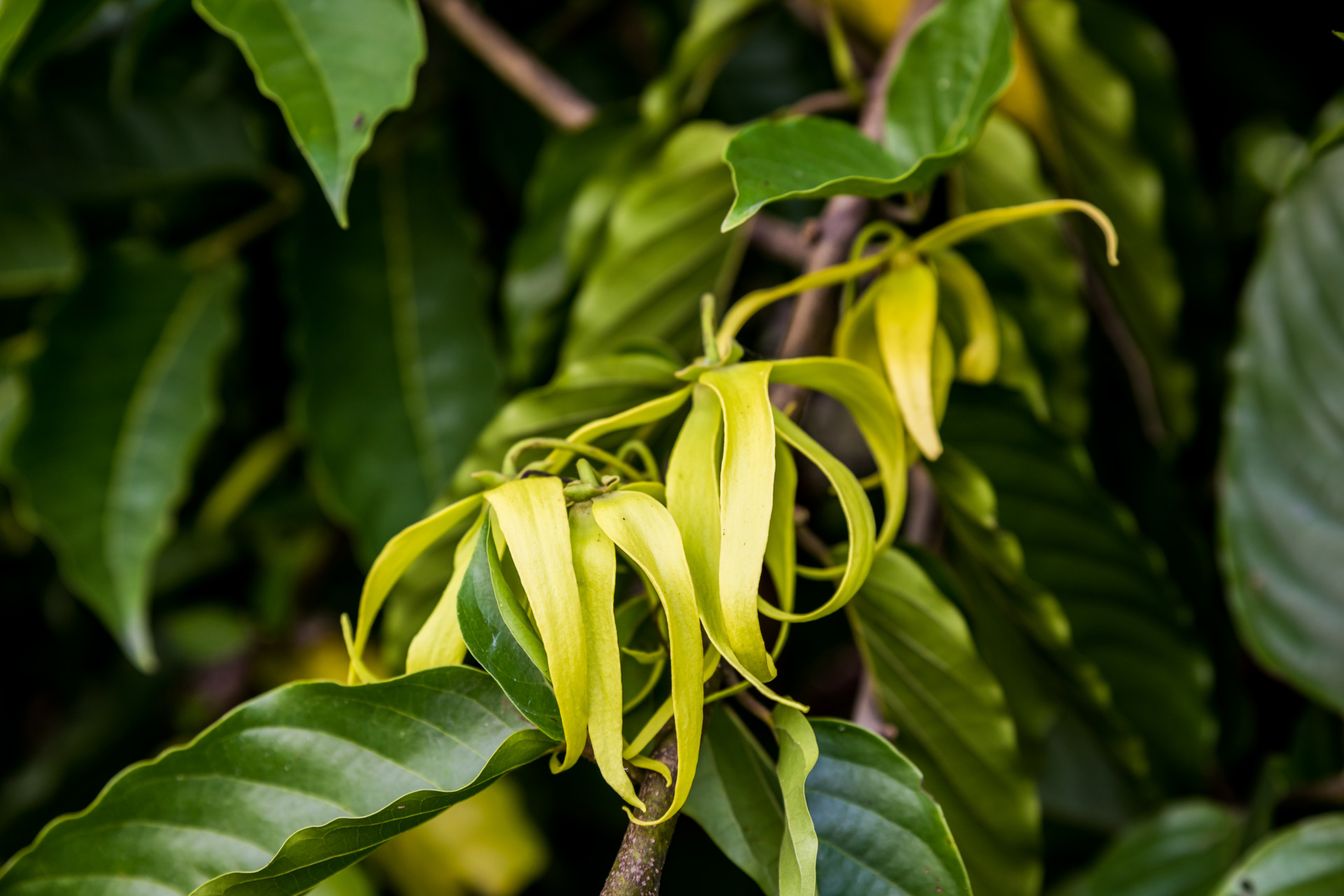 Ylang Ylang flowers