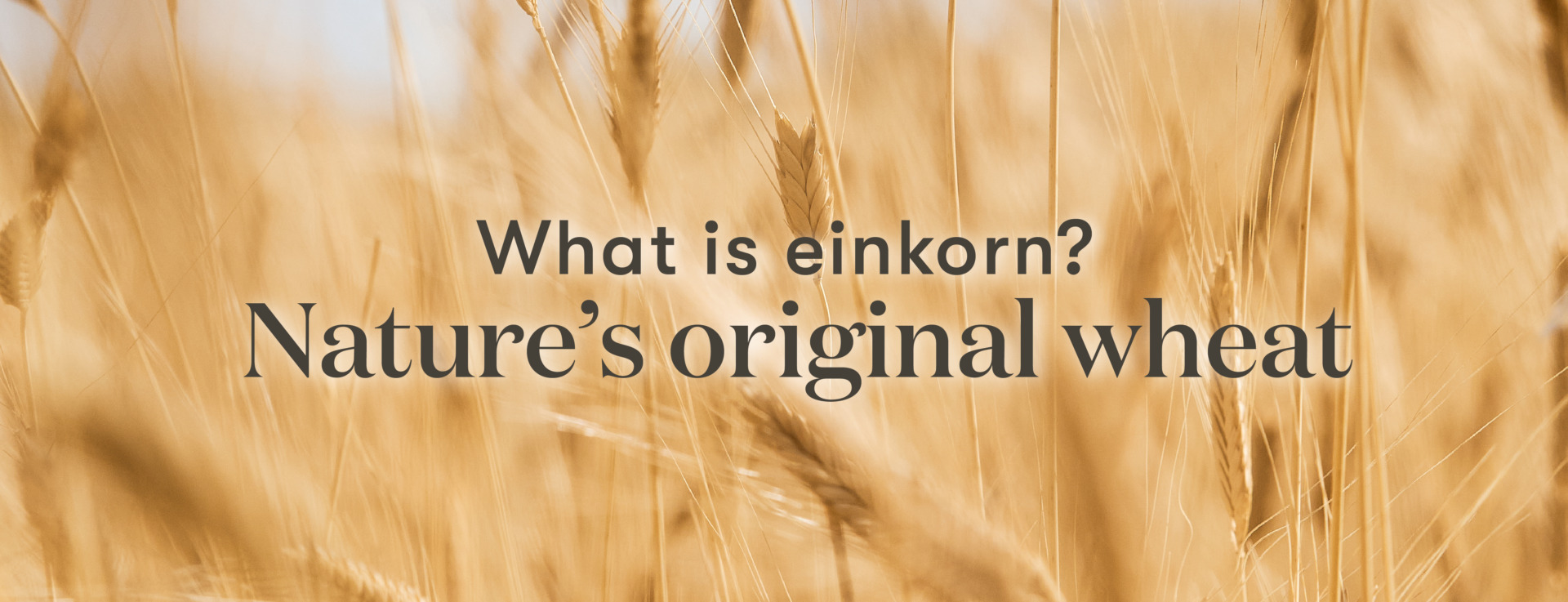 title image for what is einkorn